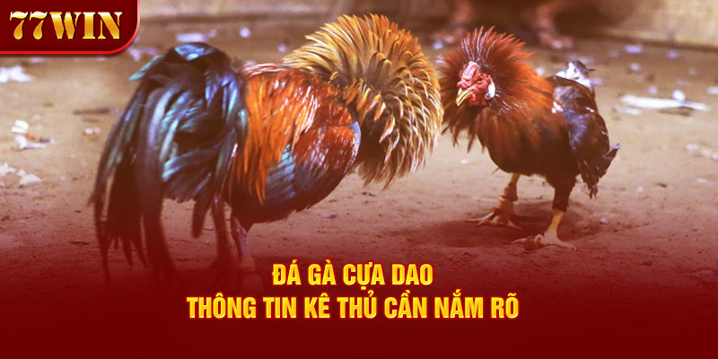 đá gà cựa dao