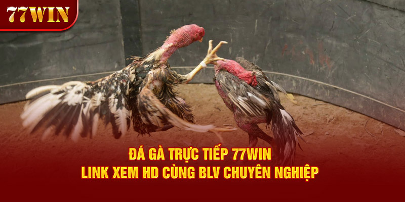 Đá gà trực tiếp