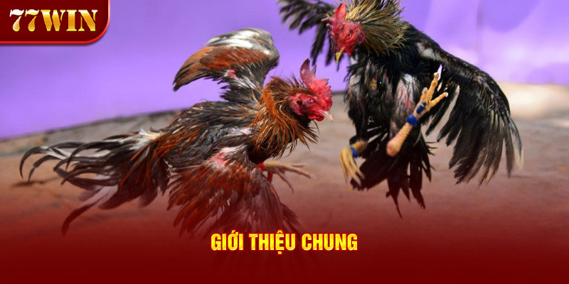 Giới thiệu chung