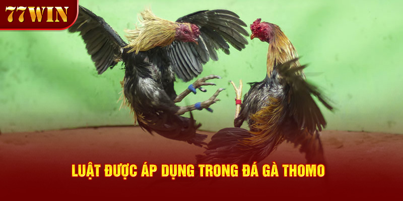 Luật được áp dụng trong đá gà Thomo