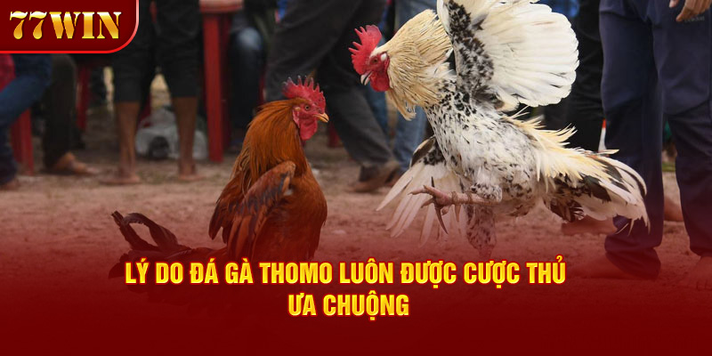 Lý do đá gà Thomo luôn được cược thủ ưa chuộng