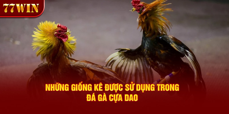 Những giống kê được sử dụng trong đá gà cựa dao 