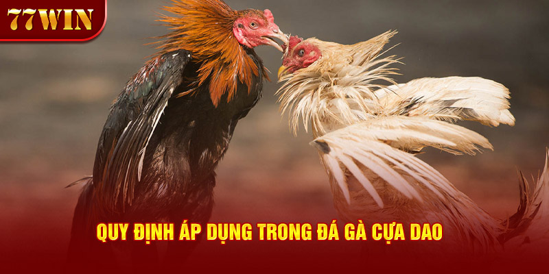 Quy định áp dụng trong đá gà cựa dao 