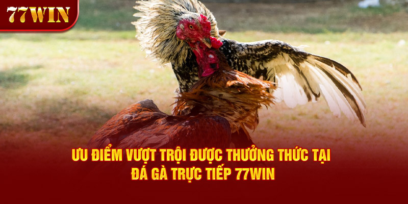 Ưu điểm vượt trội được thưởng thức tại đá gà trực tiếp 77win