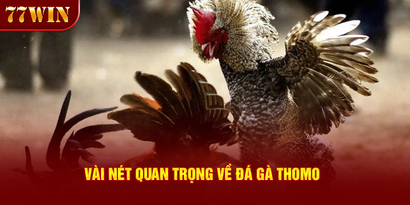 Vài nét quan trọng về đá gà thomo